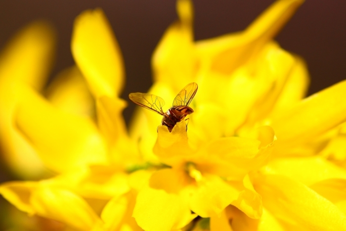 Episyrphus balteatus?